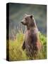 Brown Bear Standing Upright in Tall Grass at Kinak Bay-Paul Souders-Stretched Canvas