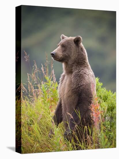 Brown Bear Standing Upright in Tall Grass at Kinak Bay-Paul Souders-Stretched Canvas