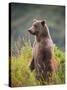 Brown Bear Standing Upright in Tall Grass at Kinak Bay-Paul Souders-Stretched Canvas