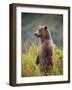 Brown Bear Standing Upright in Tall Grass at Kinak Bay-Paul Souders-Framed Photographic Print