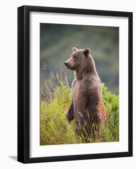 Brown Bear Standing Upright in Tall Grass at Kinak Bay-Paul Souders-Framed Photographic Print