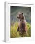 Brown Bear Standing Upright in Tall Grass at Kinak Bay-Paul Souders-Framed Photographic Print