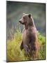 Brown Bear Standing Upright in Tall Grass at Kinak Bay-Paul Souders-Mounted Photographic Print