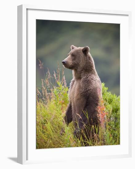 Brown Bear Standing Upright in Tall Grass at Kinak Bay-Paul Souders-Framed Photographic Print