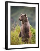 Brown Bear Standing Upright in Tall Grass at Kinak Bay-Paul Souders-Framed Photographic Print