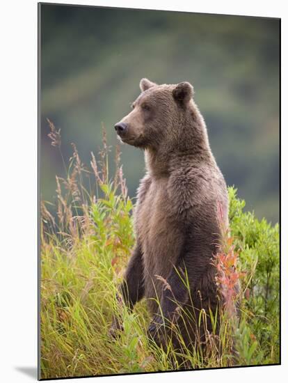 Brown Bear Standing Upright in Tall Grass at Kinak Bay-Paul Souders-Mounted Photographic Print