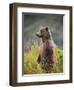 Brown Bear Standing Upright in Tall Grass at Kinak Bay-Paul Souders-Framed Photographic Print