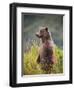 Brown Bear Standing Upright in Tall Grass at Kinak Bay-Paul Souders-Framed Photographic Print