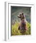 Brown Bear Standing Upright in Tall Grass at Kinak Bay-Paul Souders-Framed Photographic Print