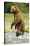 Brown Bear Standing-MaryAnn McDonald-Stretched Canvas