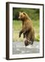 Brown Bear Standing-MaryAnn McDonald-Framed Photographic Print