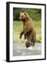 Brown Bear Standing-MaryAnn McDonald-Framed Photographic Print