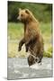 Brown Bear Standing-MaryAnn McDonald-Mounted Photographic Print