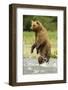 Brown Bear Standing-MaryAnn McDonald-Framed Photographic Print