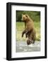 Brown Bear Standing-MaryAnn McDonald-Framed Photographic Print