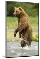 Brown Bear Standing-MaryAnn McDonald-Mounted Photographic Print