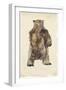 Brown Bear Stare I-Melissa Wang-Framed Art Print