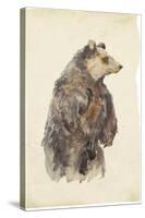 Brown Bear Stare II-Melissa Wang-Stretched Canvas