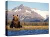 Brown Bear Stretching, Katmai National Park, Alaska, USA-Steve Kazlowski-Stretched Canvas