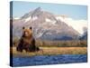 Brown Bear Stretching, Katmai National Park, Alaska, USA-Steve Kazlowski-Stretched Canvas