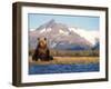 Brown Bear Stretching, Katmai National Park, Alaska, USA-Steve Kazlowski-Framed Photographic Print