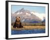 Brown Bear Stretching, Katmai National Park, Alaska, USA-Steve Kazlowski-Framed Photographic Print