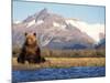 Brown Bear Stretching, Katmai National Park, Alaska, USA-Steve Kazlowski-Mounted Photographic Print