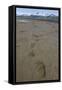 Brown Bear Tracks at Hallo Bay in Katmai National Park-Paul Souders-Framed Stretched Canvas