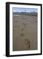 Brown Bear Tracks at Hallo Bay in Katmai National Park-Paul Souders-Framed Premium Photographic Print