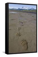 Brown Bear Tracks at Hallo Bay in Katmai National Park-Paul Souders-Framed Stretched Canvas