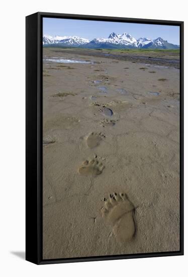 Brown Bear Tracks at Hallo Bay in Katmai National Park-Paul Souders-Framed Stretched Canvas