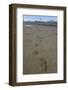 Brown Bear Tracks at Hallo Bay in Katmai National Park-Paul Souders-Framed Premium Photographic Print