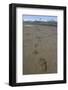 Brown Bear Tracks at Hallo Bay in Katmai National Park-Paul Souders-Framed Premium Photographic Print