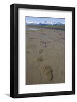 Brown Bear Tracks at Hallo Bay in Katmai National Park-Paul Souders-Framed Photographic Print