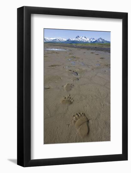 Brown Bear Tracks at Hallo Bay in Katmai National Park-Paul Souders-Framed Photographic Print