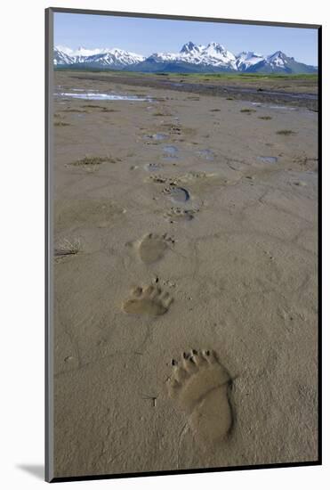 Brown Bear Tracks at Hallo Bay in Katmai National Park-Paul Souders-Mounted Photographic Print