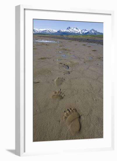 Brown Bear Tracks at Hallo Bay in Katmai National Park-Paul Souders-Framed Photographic Print