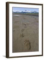 Brown Bear Tracks at Hallo Bay in Katmai National Park-Paul Souders-Framed Photographic Print