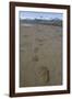 Brown Bear Tracks at Hallo Bay in Katmai National Park-Paul Souders-Framed Photographic Print