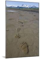 Brown Bear Tracks at Hallo Bay in Katmai National Park-Paul Souders-Mounted Photographic Print