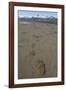 Brown Bear Tracks at Hallo Bay in Katmai National Park-Paul Souders-Framed Photographic Print