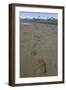 Brown Bear Tracks at Hallo Bay in Katmai National Park-Paul Souders-Framed Photographic Print