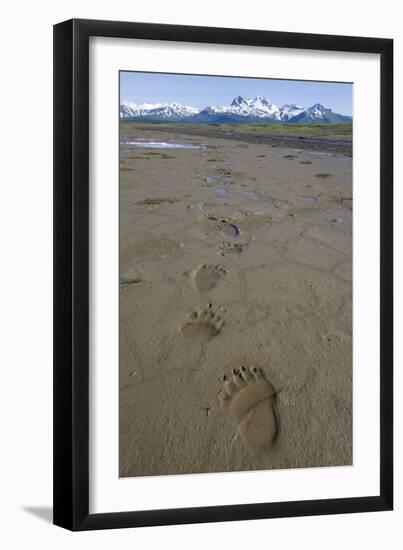 Brown Bear Tracks at Hallo Bay in Katmai National Park-Paul Souders-Framed Photographic Print