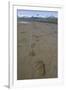 Brown Bear Tracks at Hallo Bay in Katmai National Park-Paul Souders-Framed Photographic Print