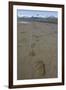 Brown Bear Tracks at Hallo Bay in Katmai National Park-Paul Souders-Framed Photographic Print