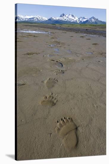 Brown Bear Tracks at Hallo Bay in Katmai National Park-Paul Souders-Stretched Canvas