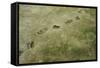 Brown Bear Tracks-W. Perry Conway-Framed Stretched Canvas