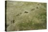 Brown Bear Tracks-W. Perry Conway-Stretched Canvas