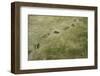 Brown Bear Tracks-W. Perry Conway-Framed Photographic Print