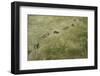 Brown Bear Tracks-W. Perry Conway-Framed Photographic Print